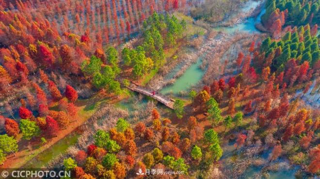 江苏宿迁泗洪：湿地杉林色彩斑斓 打造成网红打卡地(图1)