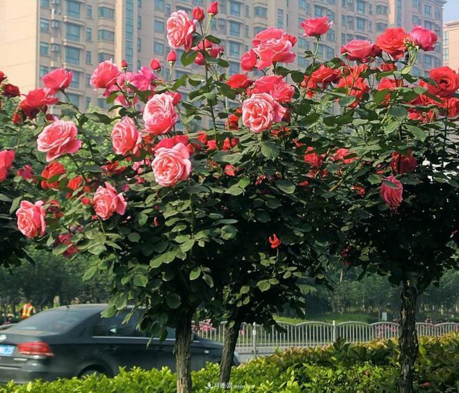 树状月季形状独特、高贵典雅、层次分明，园林绿化视觉效果非常好(图1)