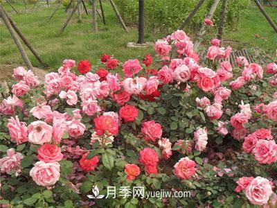 新手购买盆栽月季后，要该怎么浇灌养护？(图1)