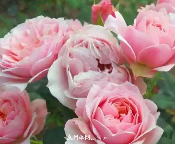 当月季出现盲芽的情况,花友们该如何养护?(图1) 当月季出现盲芽的情况,花友们该如何养护?(图1)