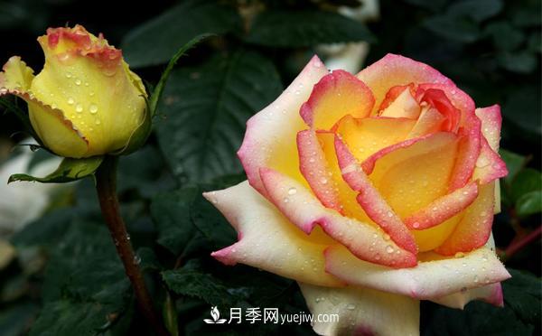 秋季养护大花月季管理容易犯的错误有哪些呢？(图1)