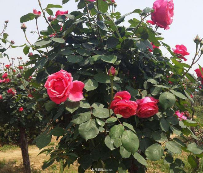 树状月季在种植后会出现哪些虫病，需要怎么预防和治疗(图1)