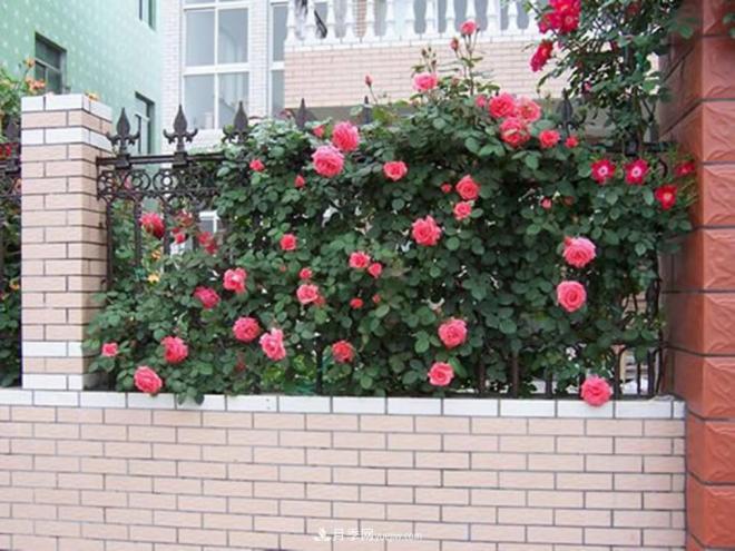 藤本月季如何牵引爬藤？(图1)