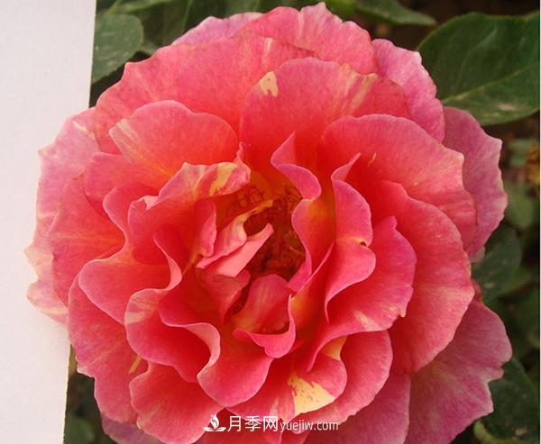 月季的这些知识，你知道吗？(图1)