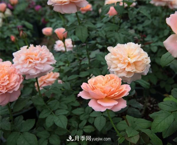 树状月季的常见种类有哪些？(图1)