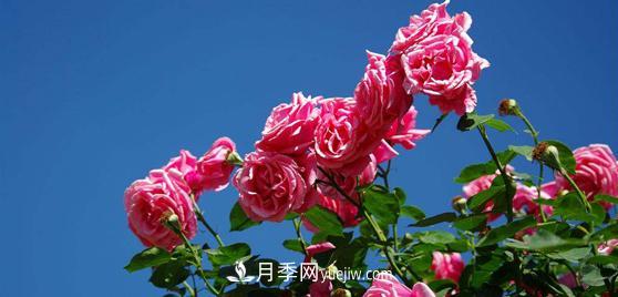 花友们都很关注月季是如何养殖的，其实最重要的就是种植后的灌溉问题(图1)