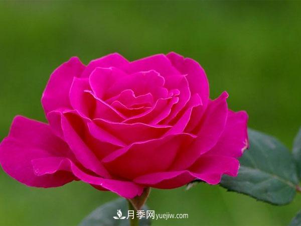 月季小苗到手后该怎么上盆呢？这个我们需要根据实际情况来进行。(图1)