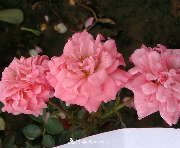 月季是我国的原产花卉，后来产生了很多优良品种。分别是？(图1)