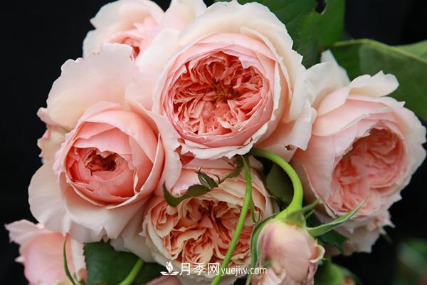 适合阳台养的月季品种有哪些？(图2)