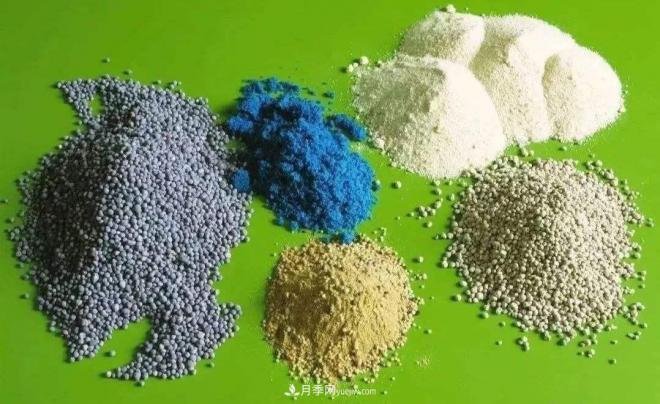 月季花施什么肥料最好(图1)