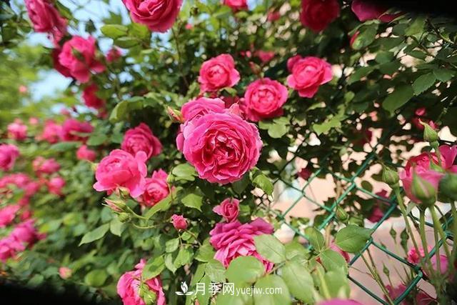 藤本月季虫灾有哪些，应该怎么进行防治？(图1)