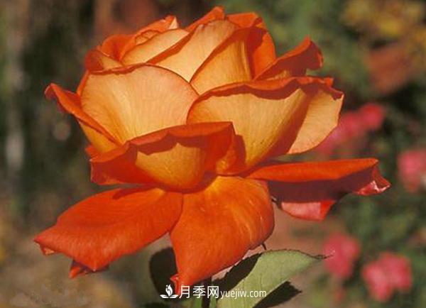 种植月季花的花友要注意虫害防治(图1)