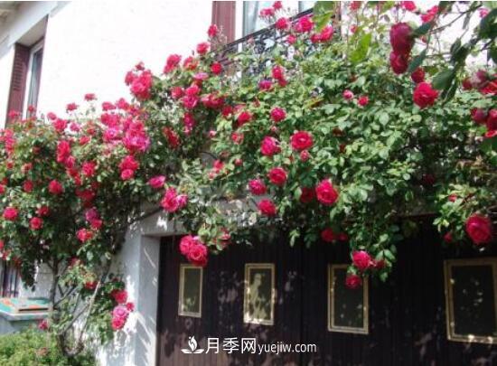 藤本月季怎么养？4种养殖方法让藤本月季爬满墙(图4)