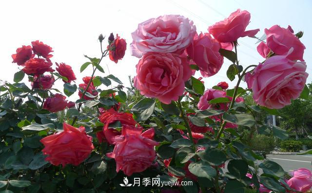 绿化工程月季的养护管理措施(图2)