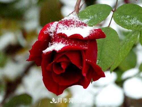 被雪中的月季花所震撼，傲然开放，芳香依旧(图1)