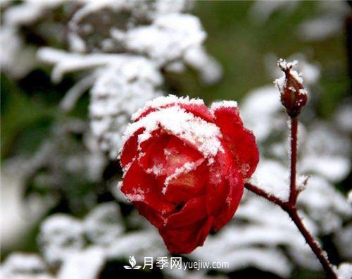 被雪中的月季花所震撼，傲然开放，芳香依旧(图3)