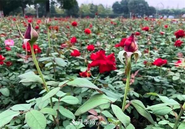 月季花的扦插步骤和后期养护(图2)