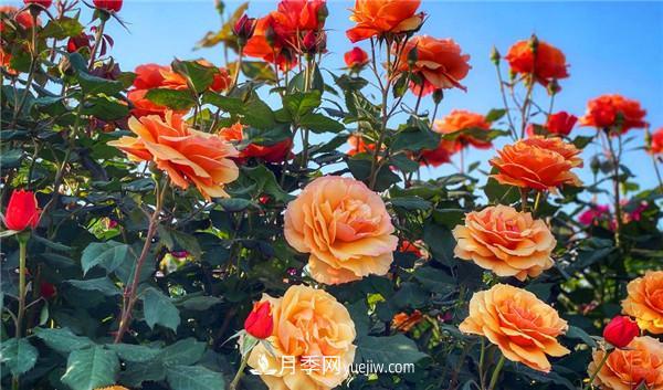 月季花的扦插步骤和后期养护(图1)