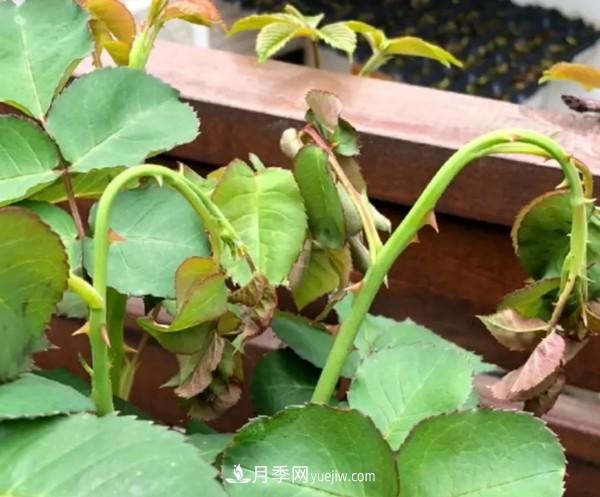 月季害怕的病虫害有什么症状，你知道吗？(图2)