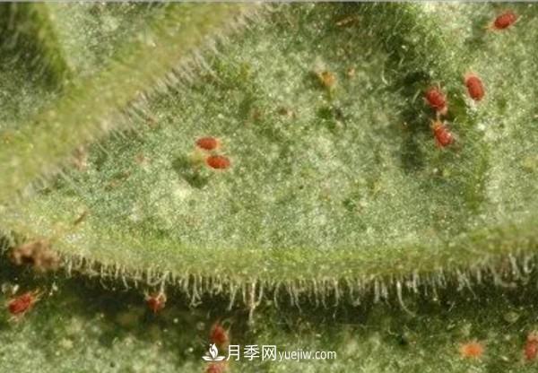 月季害怕的病虫害有什么症状，你知道吗？(图4)