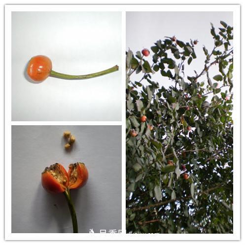 月季花籽能种吗？月季花种子怎样催芽？(图1)