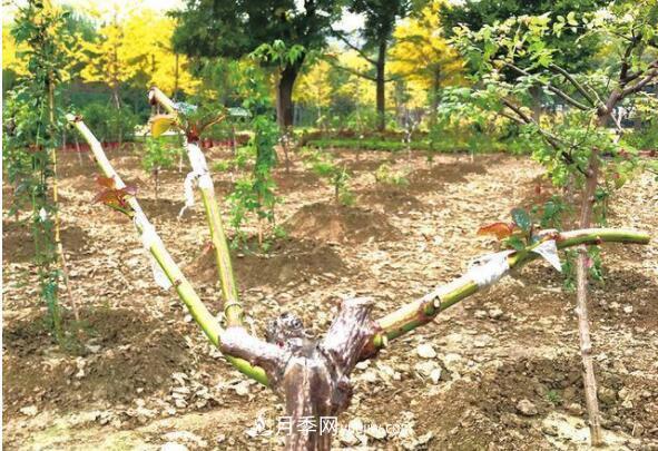 矮桩树状月季的嫁接技术(图1)