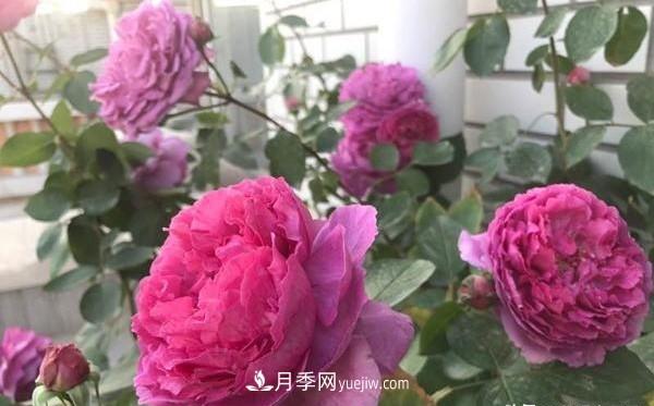 种好月季有七个法则(图3)