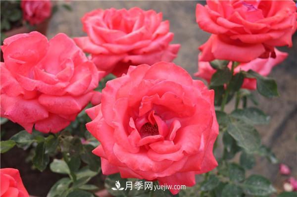 种好月季有七个法则(图2)