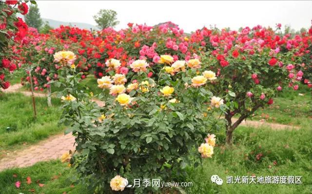 新余凯光植物园，新余人看月季的好地方(图2)