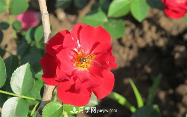 地被月季的小知识和代表品种(图1)