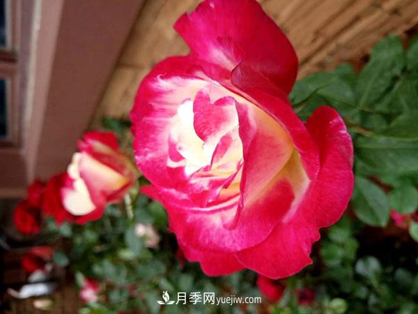 地被月季有哪些品种？红色、黄色、白色、蓝色？(图4)