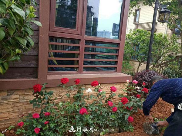 地被月季有哪些品种？红色、黄色、白色、蓝色？(图8)