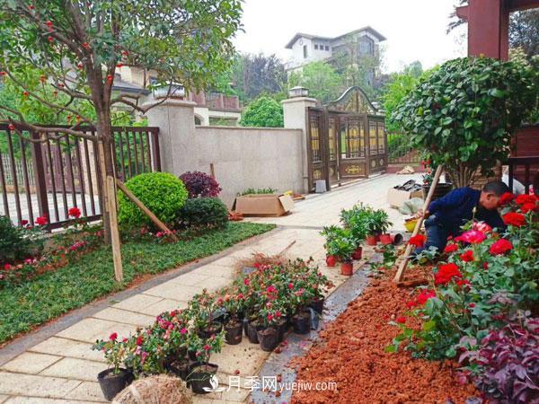 地被月季有哪些品种？红色、黄色、白色、蓝色？(图9)