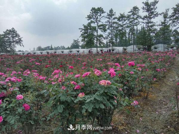 地被月季有哪些品种？红色、黄色、白色、蓝色？(图12)