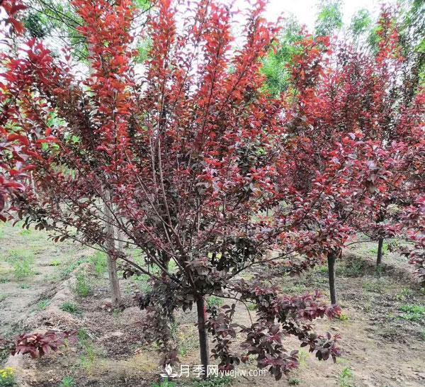 落叶小乔苗木：红叶李的介绍(图1)