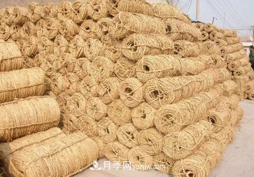 园林绿化中草绳绕树干的长度和用量怎么计算(图3)