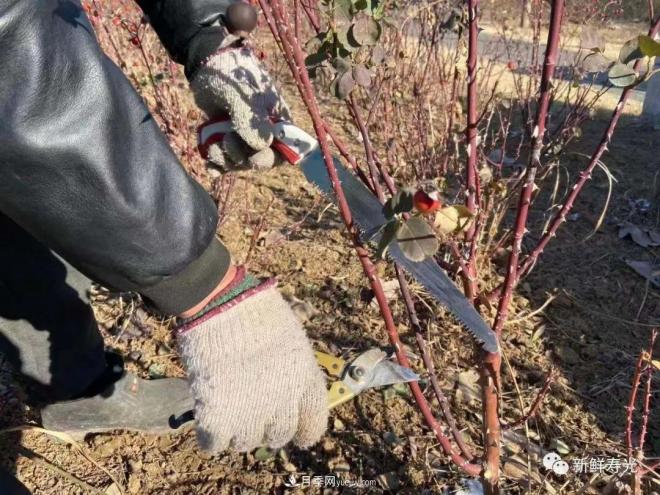 寿光中华月季园，冬季修剪开始行动(图2)