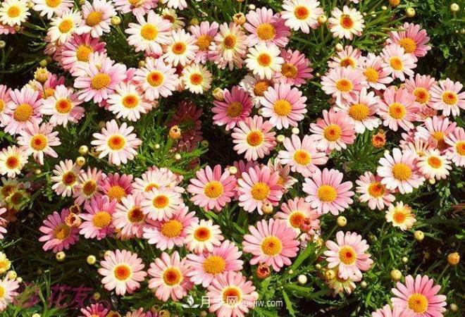 玛格丽特花能活几年？怎么买一棵活百年？(图1)