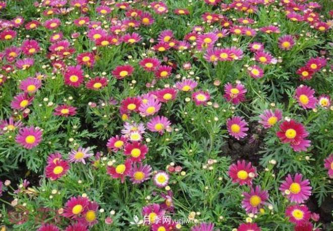 玛格丽特花能活几年？怎么买一棵活百年？(图2)