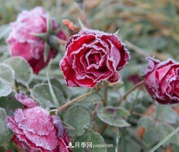 盆栽月季花冬季管理必知,修剪、防冻、防风(图1) 盆栽月季花冬季管理必知,修剪、防冻、防风(图1)