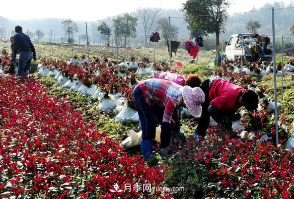 南阳红叶石楠，多元造型与养护，低端苗木玩出高大上(图2)