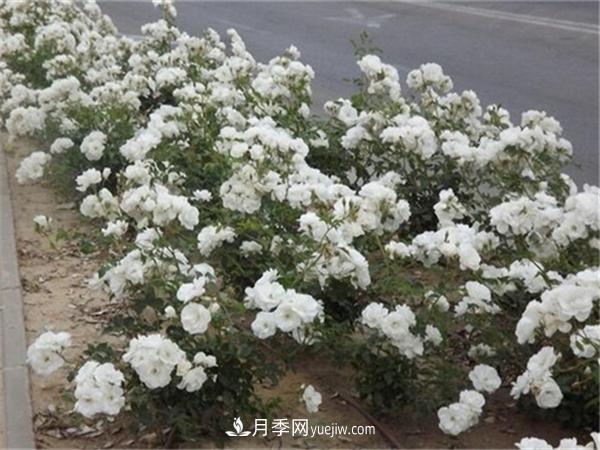 雪花月季(图3)
