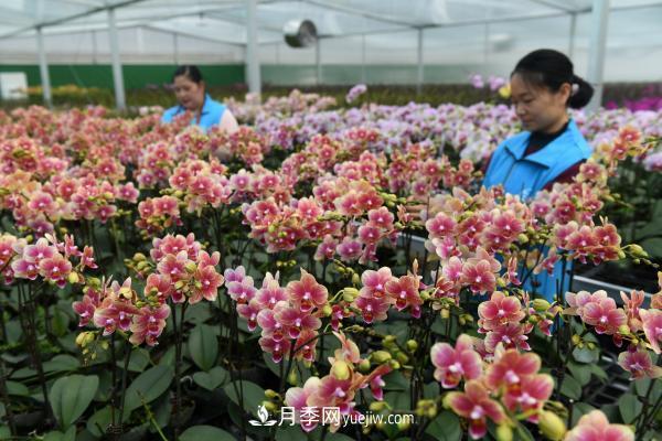 广西东兰：兰花冬日俏 群众增收快(图3)