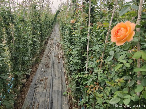 欧月浓香藤本月季,夏洛特夫人月季批发(图2) 欧月浓香藤本月季,夏洛特夫人月季批发(图2)