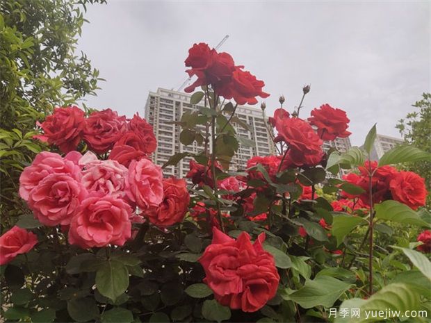 月季树的灌水设施和环境设施(图1) 月季树的灌水设施和环境设施(图1)