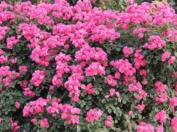 藤本月季中,有哪些花量大,抗耐性好的品种?(图1) 藤本月季中,有哪些花量大,抗耐性好的品种?(图1)
