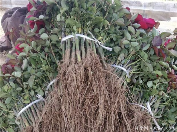 新买回来的月季小苗怎么处理合适?(图1) 新买回来的月季小苗怎么处理合适?(图1)