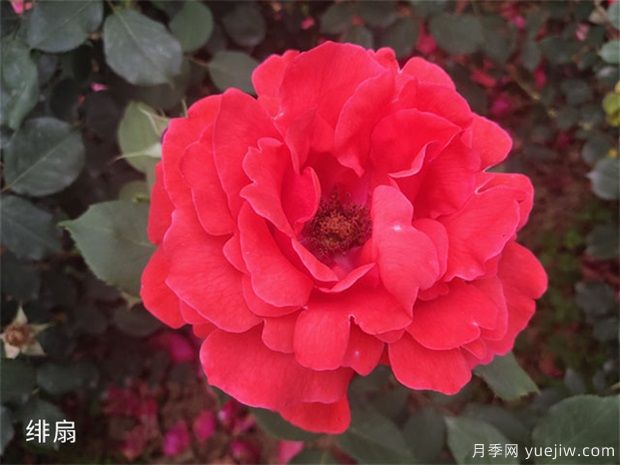 不同规格的大花月季,几种的品种介绍(图1) 不同规格的大花月季,几种的品种介绍(图1)