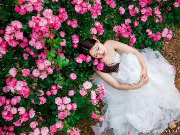 藤本月季按照开花习性可以分为两大类(图1)