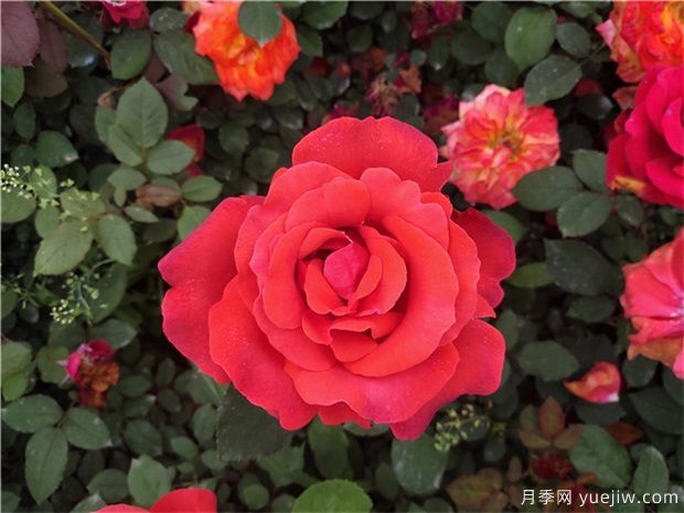 秋季园林绿化苗木常见病虫害与防治(图1) 秋季园林绿化苗木常见病虫害与防治(图1)